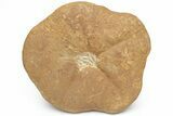 Miocene Fossil Echinoid (Clypeaster) - Taza, Morocco #215585-2